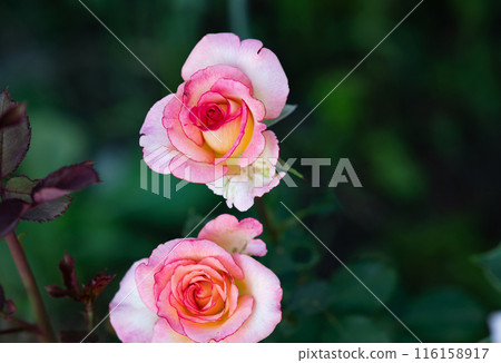 Rosa Augusta Luise, pretty hybrid tea rose plant. Beautifully blooming pale flower. Illuminated by sunlight. Rosa Augusta Luise, pretty hybrid tea rose plant. Beautifully blooming pale flower. Illuminated by sunlight. 116158917