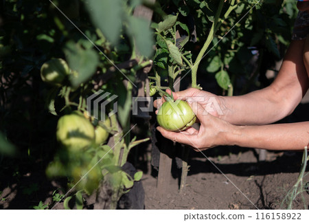 Harvesting red tomatoes in the garden Harvesting red tomatoes in the garden 116158922