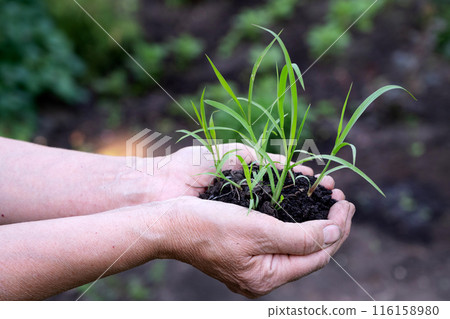 Male hands touching soil on the field. Expert hand of farmer checking soil health before growth a seed of vegetable or plant seedling. Business or ecology concept. 116158980