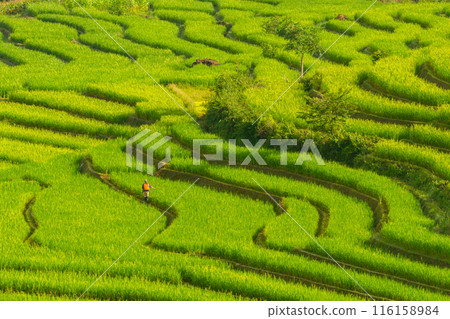 Agriculture of Rice terrace at Terraced Rice fields ,Papongpieng, Chiang Mai,Thailand. 116158984