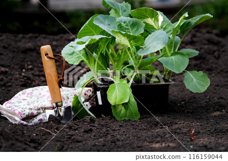 A woman farmer plants cabbage in her garden. Selective focus. Nature. 116159044