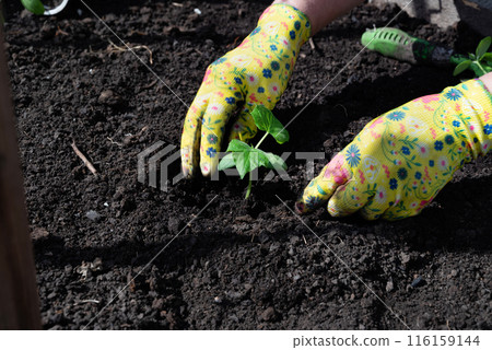 Female hands in gardening gloves hold cucumber seedlings before planting in the soil, space for text 116159144