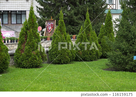 White Cedar Tree Thuja in a small garden. Two Arborvitae Emerald as an accent in the garden design. Sunny summer day White Cedar Tree Thuja in a small garden. Two Arborvitae Emerald as an accent in the garden design. Sunny summer day 116159175