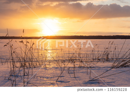 Winter landscape with dry reed on frozen Baltic sea on a sunset 116159228