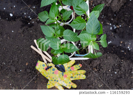 Human hands taking care of a seedling in the soil. New sprout on sunny day in the garden in summer Human hands taking care of a seedling in the soil. New sprout on sunny day in the garden in summer 116159293