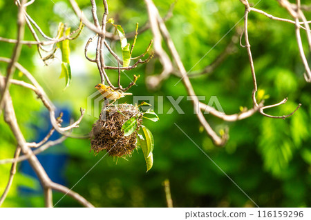 Tiny Asian yellow warbler bird building the nest by pulling twigs together in the morning. 116159296