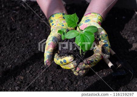 Female hands in gardening gloves hold cucumber seedlings before planting in the soil, space for text 116159297