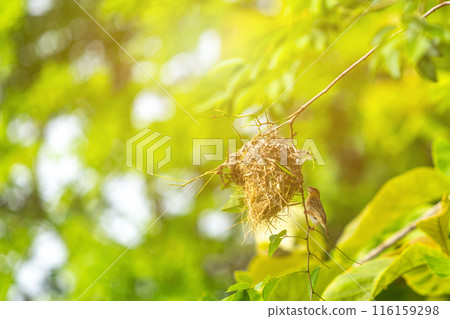 Tiny Asian yellow warbler bird building the nest by pulling twigs together in the morning. 116159298