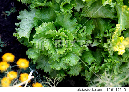 Senior women's hands collect lettuce leaves in the garden Senior women's hands collect lettuce leaves in the garden 116159343