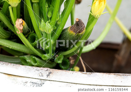 Spoiletf zucchini in female hand, close up with plant on background. 116159344