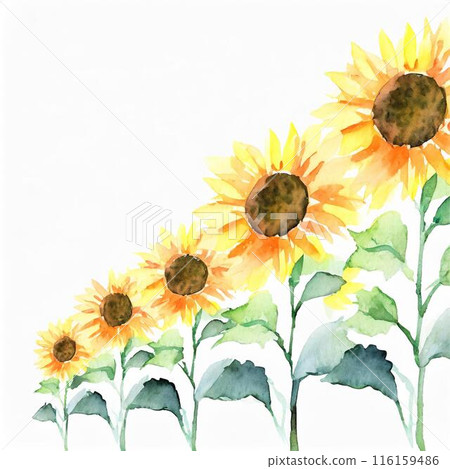 sunflower sunflower 116159486