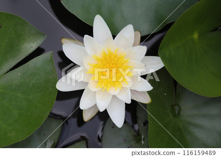 European white water lily  (Nymphaea alba) 116159489