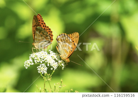 Two silver-washed fritillary butterflies sit on a flower 116159516