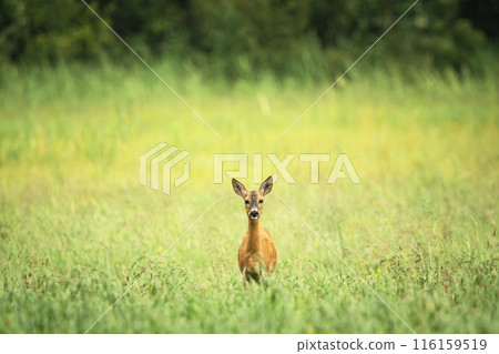 Roe deer standing in the grass in a meadow 116159519