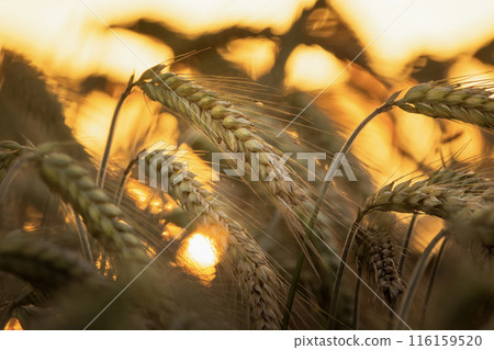 View of the ears of grain during sunset 116159520