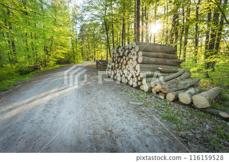 A pile of wood in the forest by a dirt road with sunlight shining A pile of wood in the forest by a dirt road with sunlight shining 116159528