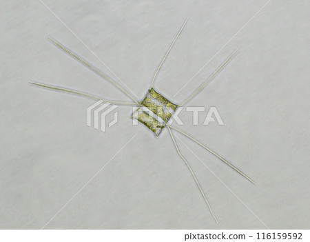 矽藻 矽藻 116159592