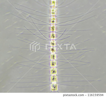 Diatom Horned Diatom Diatom Horned Diatom 116159594