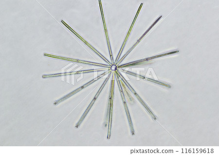 Diatom Nichirin diatom 116159618