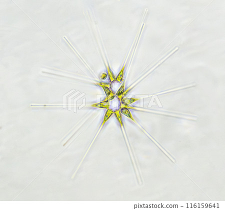 Diatom Star-shaped diatom 116159641