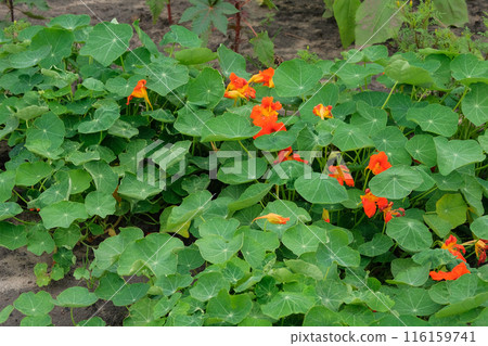 Nasturtium growing in rustic garden. Cottage garden. Cultivated for its blooming flowers. Nasturtium growing in rustic garden. Cottage garden. Cultivated for its blooming flowers. 116159741