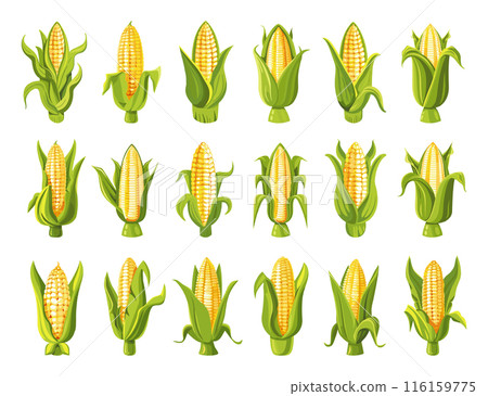 Cartoon Corn Cobs Icon Set. White Background Simple Style Maize Illustrations Harvest Collection Agriculture Farming Organic Food Golden Corn Kernels Clipart 116159775