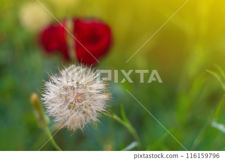 Fluffy flower that looks like a ripe dandelion on the background of a flower garden with red flowers and green vegetation illuminated by warm summer sunlight 116159796
