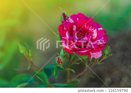Bright red pink rose flower with white lines on the background of blurred green garden with yellow sunlight and copy space. 116159798