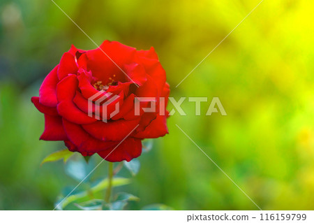 Bright red rose flower on the background of blurred green garden with yellow sunlight and copy space. 116159799