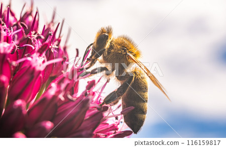 European Honey Bee on a garlic flower European Honey Bee on a garlic flower 116159817