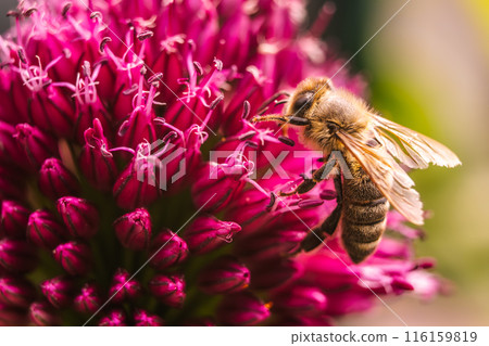European Honey Bee on a garlic flower European Honey Bee on a garlic flower 116159819