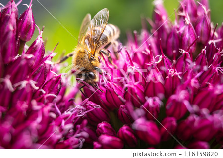 European Honey Bee on a garlic flower European Honey Bee on a garlic flower 116159820