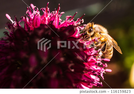 European Honey Bee on a garlic flower European Honey Bee on a garlic flower 116159823