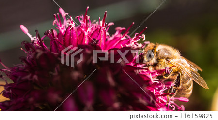 European Honey Bee on a garlic flower 116159825