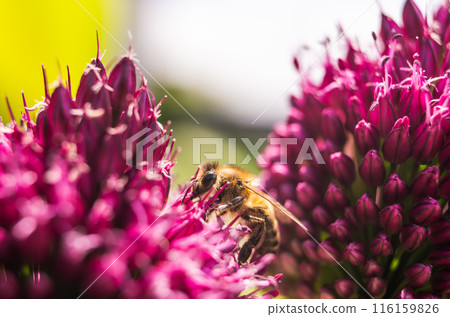 European Honey Bee on a garlic flower 116159826