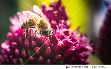 European Honey Bee on a garlic flower 116159828