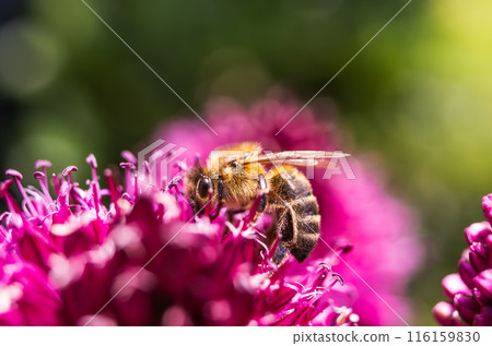 European Honey Bee on a garlic flower European Honey Bee on a garlic flower 116159830
