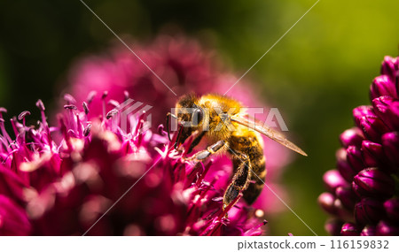 European Honey Bee on a garlic flower European Honey Bee on a garlic flower 116159832