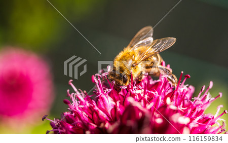 European Honey Bee on a garlic flower European Honey Bee on a garlic flower 116159834