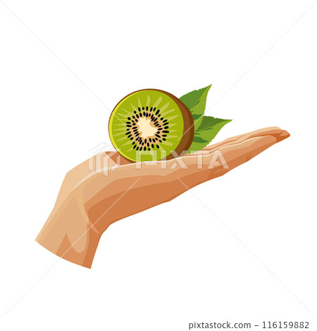 green kiwi in the palm isolated on white background. Vector fruit clipart in flat style for design green kiwi in the palm isolated on white background. Vector fruit clipart in flat style for design 116159882