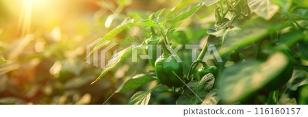Among the plantation's greenery, green sweet peppers grow abundantly, their bright hue signaling readiness for picking and culinary delight, banner Among the plantation's greenery, green sweet peppers grow abundantly, their bright hue signaling readiness for picking and culinary delight, banner 116160157