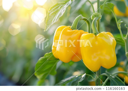 Yellow sweet peppers thrive on the plantation, ripening vibrantly under the sun, amidst lush greenery, promising a bountiful harvest 116160163