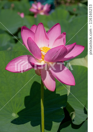 閃耀生機，奧加蓮花綻放 116160253