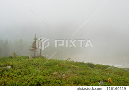 Green grass and thick fog among rocks. Green grass and thick fog among rocks. 116160619