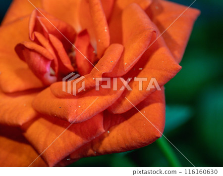 Spider mite on a rose flower. 116160630