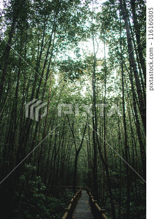 Deep mangrove forest of Mu Ko Chumphon National Park, Thailand Deep mangrove forest of Mu Ko Chumphon National Park, Thailand 116160805