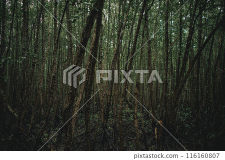 Deep mangrove forest of Mu Ko Chumphon National Park, Thailand 116160807