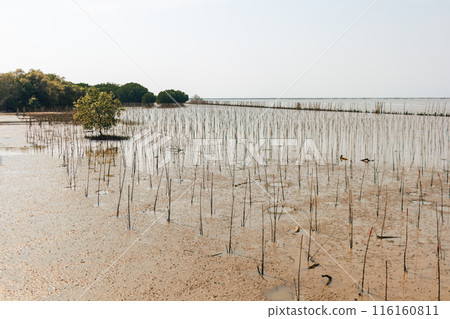 Mangrove kindergarten preserve area seedlings sprouts mangrove forest. Thailand Mangrove kindergarten preserve area seedlings sprouts mangrove forest. Thailand 116160811