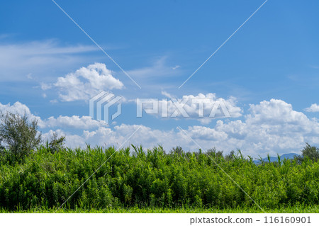 Summer blue sky and white clouds 116160901