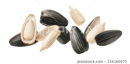 Flying and falling sunflower seeds isolated on white background. Long horizontal layout Flying and falling sunflower seeds isolated on white background. Long horizontal layout 116160975